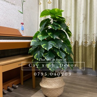 Cây trầu bà cao cấp 110cm