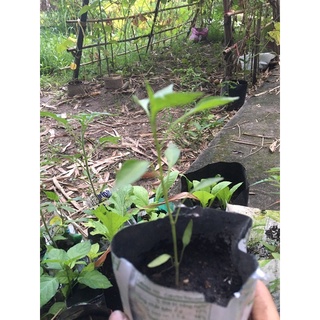Cây ớt hiểm bầu đất không chậu