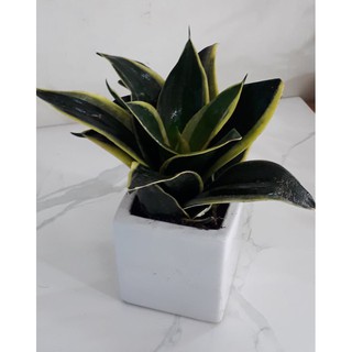 Cây Lưỡi Hổ Thái Chậu Sứ Vuông