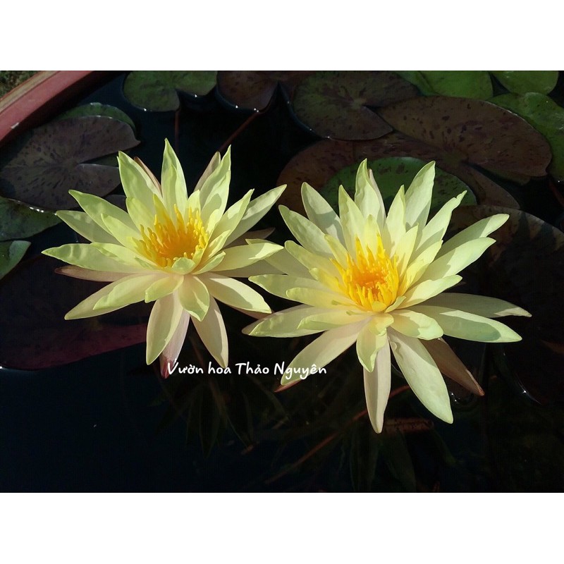 Cây hoa súng màu vàng Pinwaree Đ-04