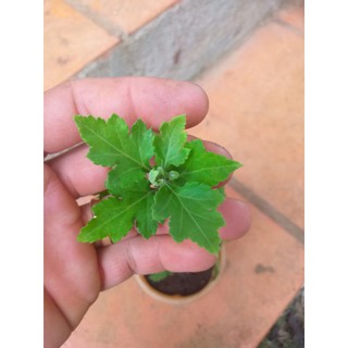 Cúc Cổ Mi Kép (Họa Mi Cánh Kép).