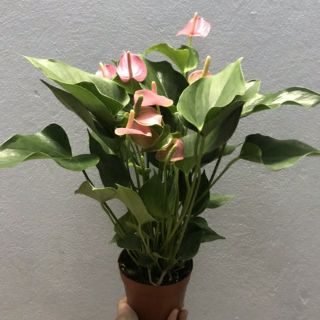 Cây Hồng Môn ( Để bàn )