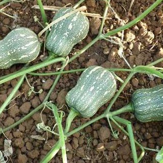 10 HẠT GIỐNG BÍ ĐỎ HẠT ĐẬU