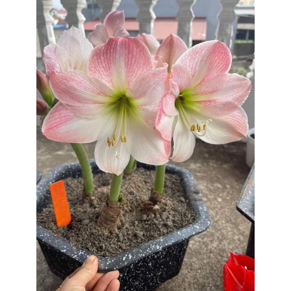Hoa lan huệ hồng đào