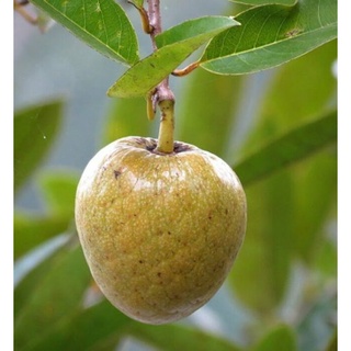 HẠT GIỐNG BÌNH BÁT VÀNG (Na Xiêm) - 5 Hạt/ gói