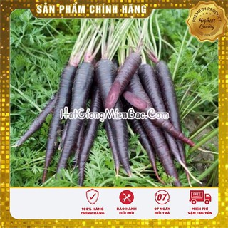 Hạt giống cà rốt tím