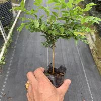 Cây nho thân gỗ tứ quý