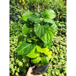 Chậu cây lá lốt