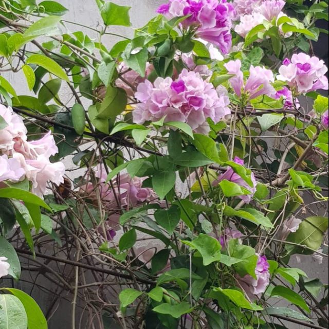 Cây Lan tỏi ( cây nhỏ)