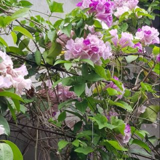 Cây Lan tỏi ( cây nhỏ)