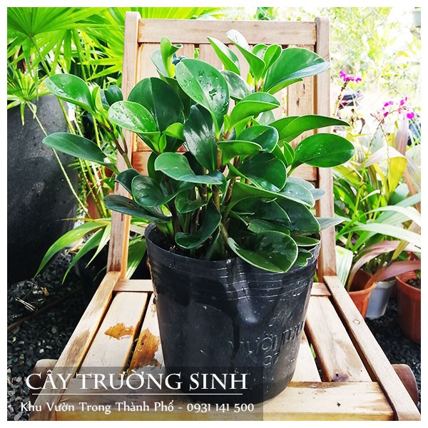 CÂY TRƯỜNG SINH