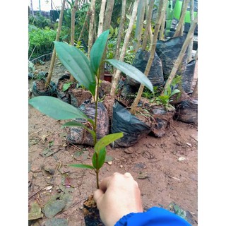 Combo 2 cây quế giống cam kết chuẩn giống