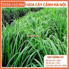 Hạt giống cỏ chăn nuôi MOMBASA GHINE cỏ sả gói 100g