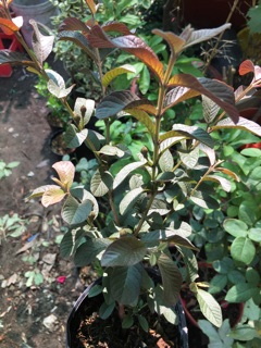 CÂY ỔI TÍM RUỘT TÍM ĂN NGỌT