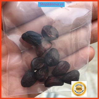 10 Hạt dổi cổ thụ √Loại to√ Dổi nếp chế biến món ăn Tây bắc thơm nhức mũi
