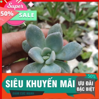 Sen đá sỏi xanh dẹt