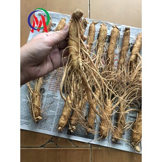 NHÂN SÂM TƯƠI HÀN QUỐC LOẠI 119K/ CỦ