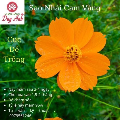 [40hạt]Hạt giống hoa sao nhái cam vàng tỷ lệ nảy mầm 95%,nảy mầm 3-7 ngày cho hoa sau 1-1,5 tháng