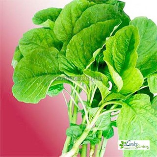 10g Hạt giống Rau Dền xanh XTRA TẶNG KÈM PHÂN VÀ KÍCH MẦM