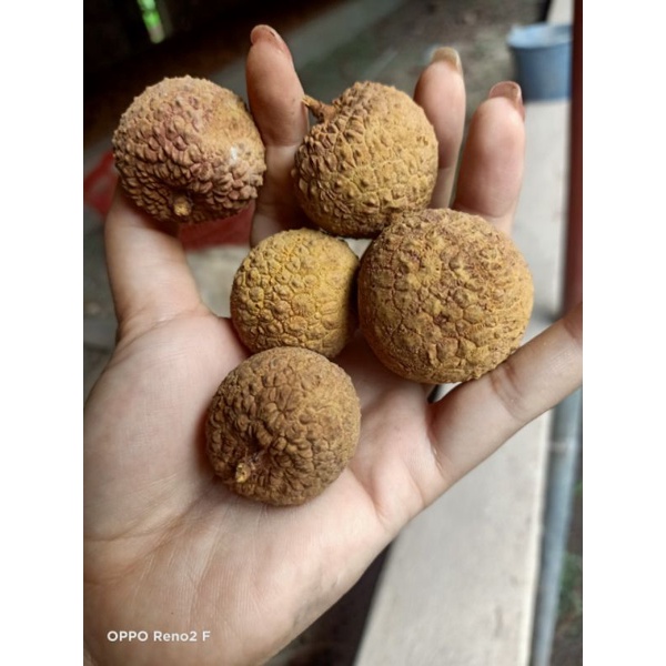 VẢI THIỀU SẤY KHÔ LOẠI VÍP CHUẨN BẮC GIANG 1kg vải mới 2023