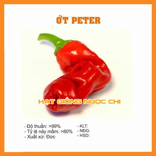 Hạt Giống Ớt Peter (Ớt Cu Tí) - 5 Hạt