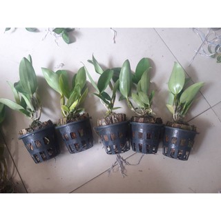 Lan kiều trắng chuẩn màu
