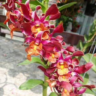 Denro nắng Hoán long (Quán Long)
