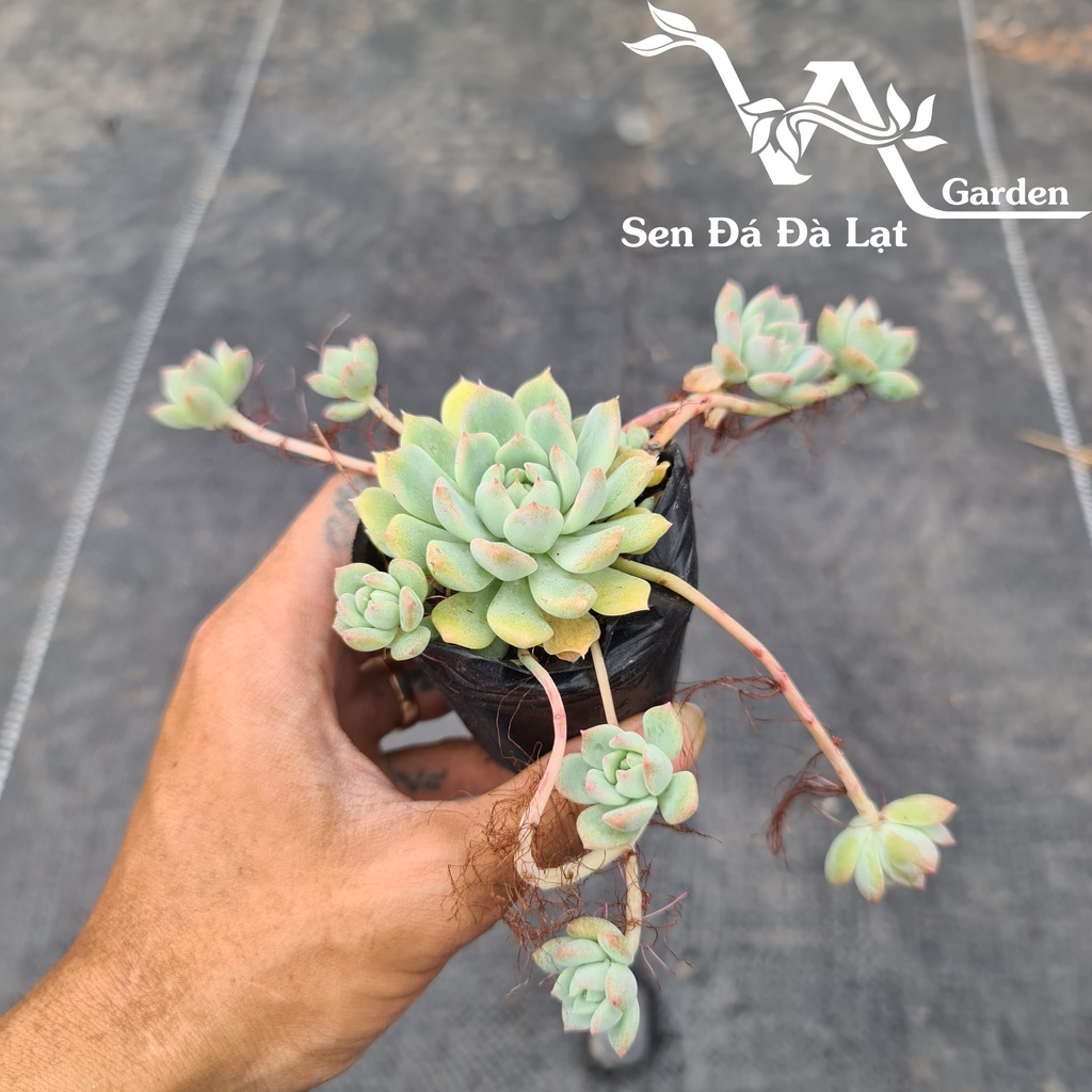 Sen đá DÙ HỒNG size bầu 5-8cm VA Garden - lỗi 1 đổi 1