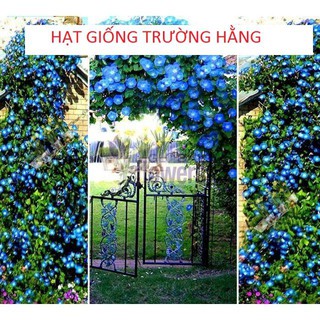 Hạt Giống Hoa Bìm Bìm Mix Nhiều Màu (5 - 7 Hạt)
