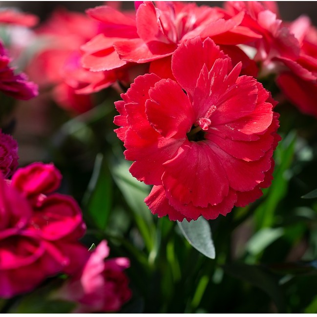 (miễn phí đường viên) Carnation flower tea / Trà hoa cẩm chướng (hàng xuất khẩu)