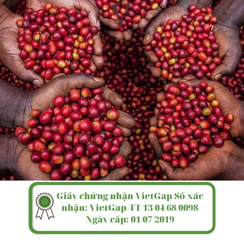 Cà phê Arabica, Robusta, cafe Cầu Đất từ Song Vũ Farm thơm nồng, đậm vừa chua nhẹ hậu vị ngọt cafe pha phin 500g | BigBuy360 - bigbuy360.vn
