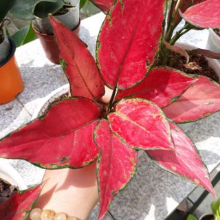 🍓 Cây Hồng Phát Lộc ( lá đỏ đậm )🍓