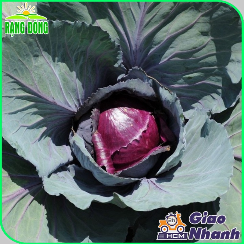 Hạt giống Bắp Cải Tím lai F1 sinh trưởng tốt, trồng quanh năm - Hạt giống Rạng Đông