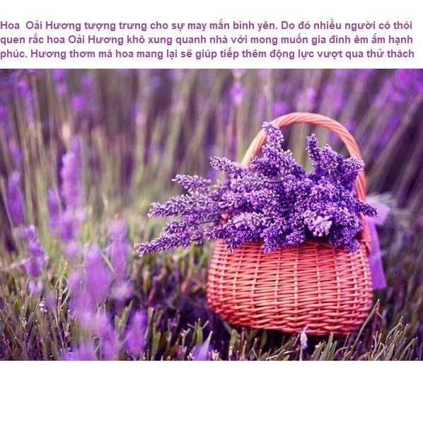 Túi thơm để tủ quần áo Nụ Hoa Khô Oải Hương Lavender, Túi Thơm treo xe Mùi Thơm Nhẹ Dịu tự nhiên dễ chịu
