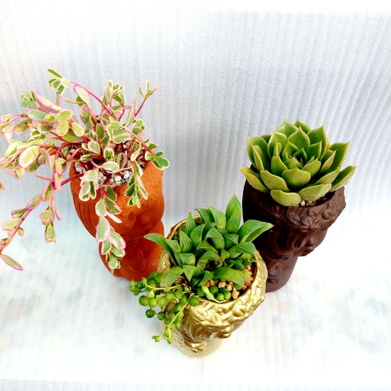 Chậu đất nung, Chậu sen đá - Cô gái tóc mây, đường kính miệng 7cm, chiều cao 20cm