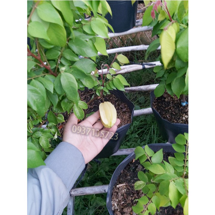 cây khế ghép trái chua ngọt cao từ 25-40 cm