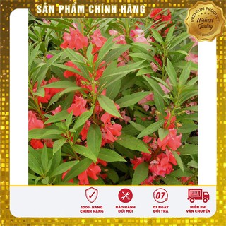 Hạt giống hoa Móng Tay kép