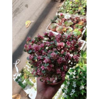 Cây đô la hồng giống mới