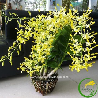 DENDRO NẮNG RỒNG VÀNG | Cây giống