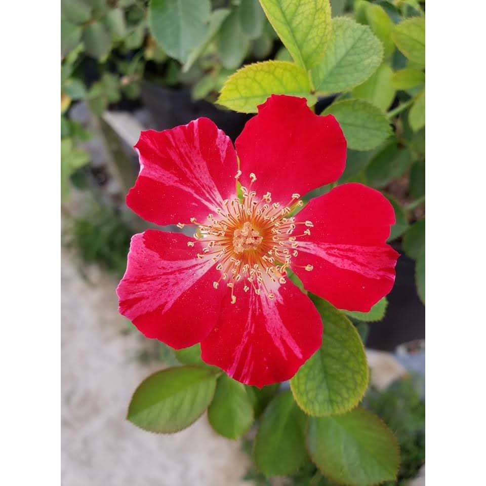 Hồng Bụi Ngoại Kazahanabi
