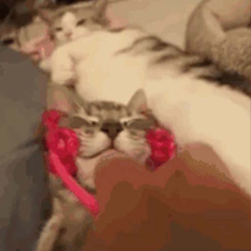 Dụng Cụ Mát Xa Mặt Và Chân Đa Năng Chăm Sóc Sức Khỏe Cho Mèo