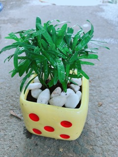 Chậu Cây Tùng Vạn Niên