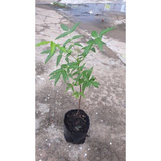 10 cây sầu đâu