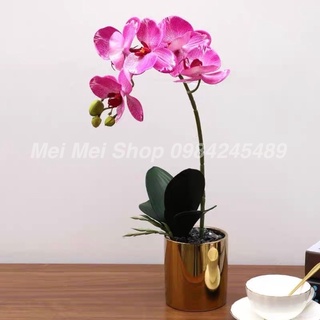 Chậu Lan hồ Điệp Trắng Tím