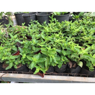 Cây giống sương sáo