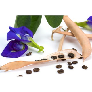 Hạt cây hoa đậu biếc