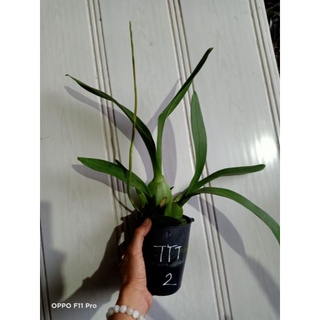 Vũ nữ tiểu thần tiên hoa thơm