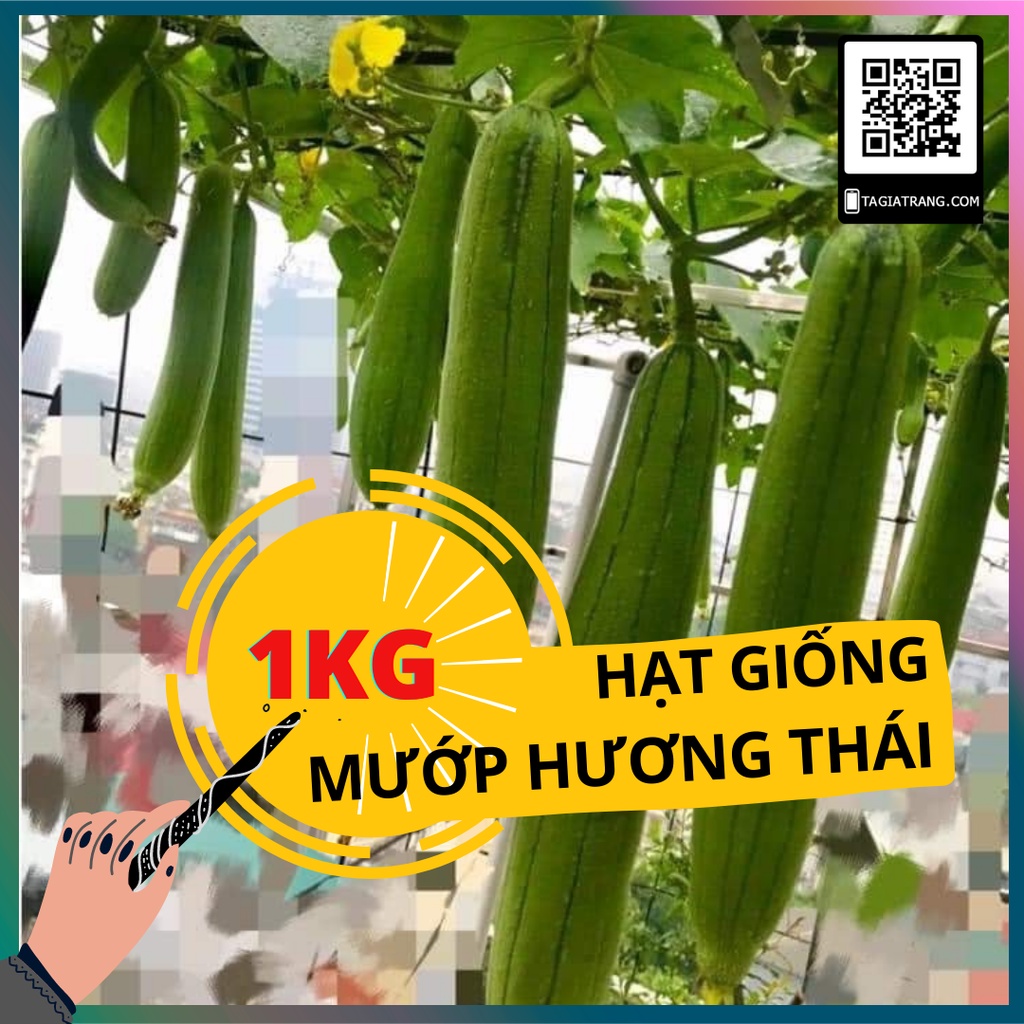 1KG Hạt giống mướp hương Thái Lan