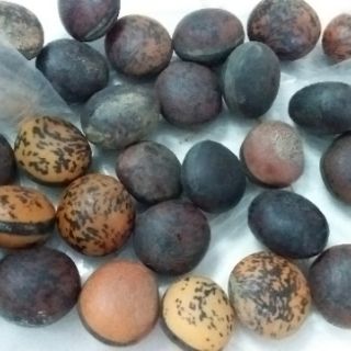 5 Hạt đậu Lào