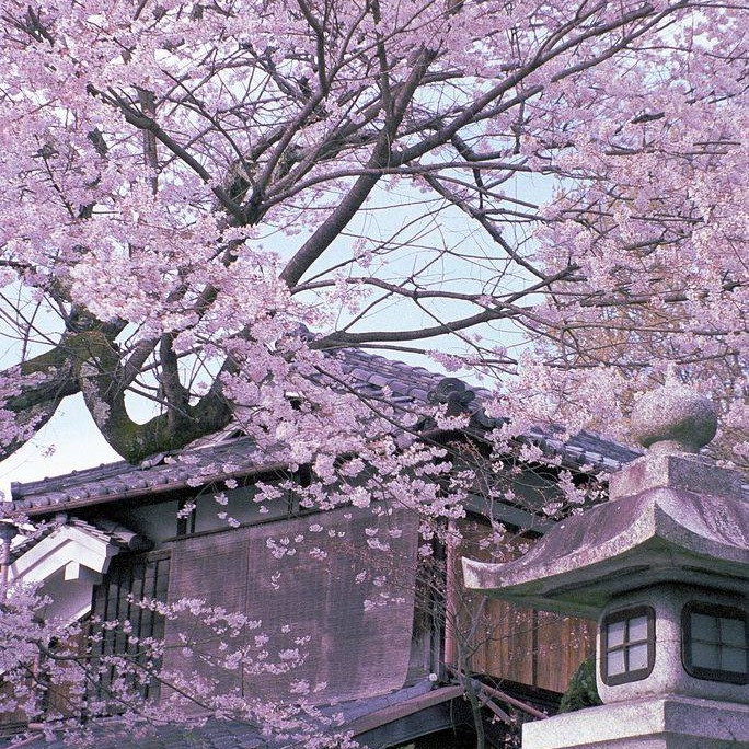 Hà TokyoMart Hàng Nhật Nội Địa